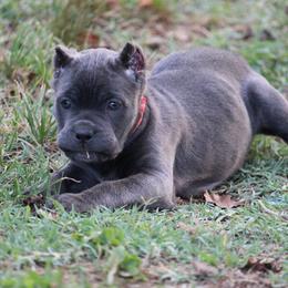 Strawberry - Gray brindle female Cane Corso puppy in Lusby, Maryland from Coastal View Kennels