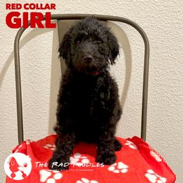 Poodle Puppies from The Rad Poodles