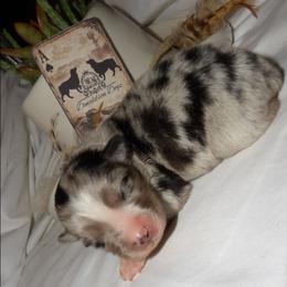 Orange - Blue merle male Miniature Australian Shepherd puppy in Elkhart, Texas from Donaldson Dogz
