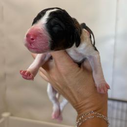 Rex - Grey - Black and white male Bernedoodle puppy in Rockwall, Texas from Glory Doodles