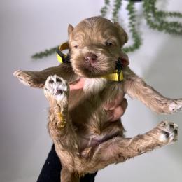 Lola - Apricot female Australian Labradoodle puppy in Auburn, California from Poodles and Labradoodles breeder
