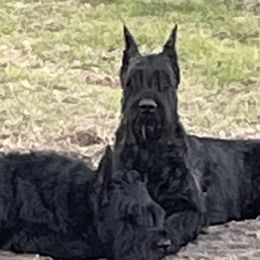 Giant Schnauzer All Grown Up from Hearthmore Giant Schnauzers