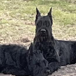 Giant Schnauzer All Grown Up from Hearthmore Giant Schnauzers
