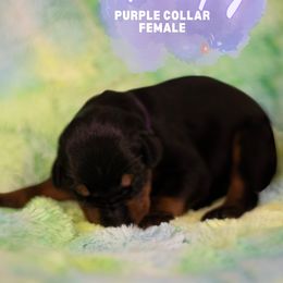 Doberman Pinscher Puppies from Rockin K Kennels