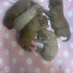 Labradoodle Puppies from News Mini Doodles