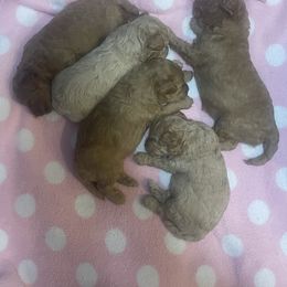 Labradoodle Puppies from News Mini Doodles