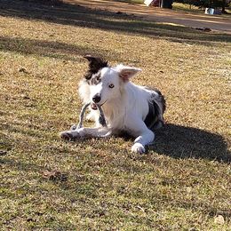 Luna - Border Collie