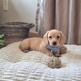AKC Meet Gus :) - Cream male Dachshund puppy in Centerville, Iowa from Barnyard Dachshunds, Dals & Doodles
