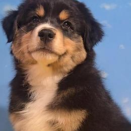 Douey - Black tri-color male Australian Shepherd puppy in Waddell, Arizona from Winsome Aussies