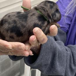 RUMI - Dapple female Dachshund puppy in Elizabethtown, Kentucky from Teeny Tiny Puppy Tails