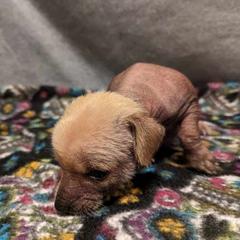 Clarice - Palomino Xoloitzcuintli puppy in Arkansas from Silver Lining Kennel