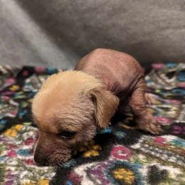 Clarice - Palomino Xoloitzcuintli puppy in Arkansas from Silver Lining Kennel