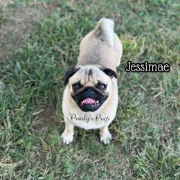 Jessimae - Fawn female Pug puppy in Summerville, Georgia from Pearly’s Pugs & Pollywog Poodles