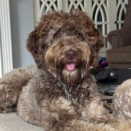 Maple - Goldendoodle