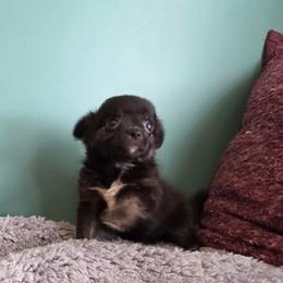 Dubs - Black and tan male Chihuahua puppy in Royal Center, Indiana from Marvelous Chihuahuas
