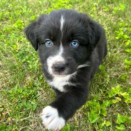 Chess - Black & white male Australian Shepherd puppy in Marshfield, Vermont from Discovery Hill Australian Shepherds