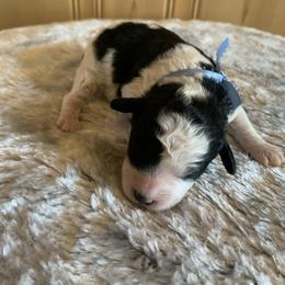 Cookie - Parti male Poodle puppy in Haddam, Kansas from Golden B Acres