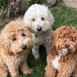 Goldendoodle Puppies from Dean Doodles