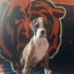 Josh - Fawn male Boxer puppy in Coal Valley, Illinois from Charron Boxers