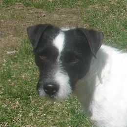 Phantom - Jack Russell Terrier