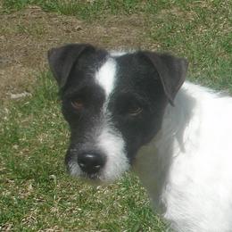 Phantom - Jack Russell Terrier