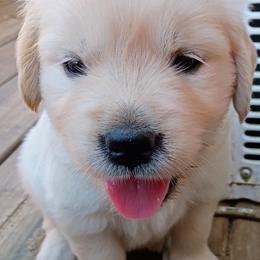 Green - Golden female Golden Retriever puppy in Slaughters, Kentucky from Kimber's Helping Paws