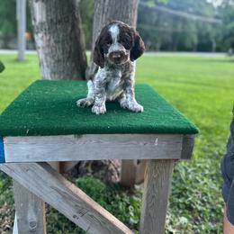 Molly - Liver white and roan female English Springer Spaniel puppy in Braidwood, Illinois from A & R Springers