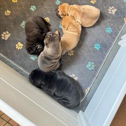 Puppy 3 - Black female Chinese Shar-Pei puppy in Phoenix, Arizona from Center Stage Shar-pei