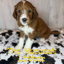 ButterBall - Red  male Goldendoodle puppy in Houston, Texas from Golden Life Doodles