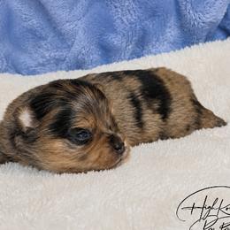 Girl 1 - Blue merle female Pomeranian puppy in Fort Jones, California from High Rocking Pom Poms