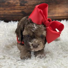Monica - Brown female Cockapoo puppy in Lancaster, Missouri from Cavapoo Acres