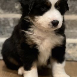 Toy Australian Shepherds from Toy Aussie Station