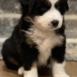Toy Australian Shepherds from Toy Aussie Station