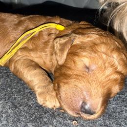 Yellow - Red  female Poodle puppy in Keedysville, Maryland from Sunshine Red Standard Poodles