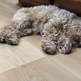 Cavapoo, Cockapoo, Cocker Spaniel, Goldendoodle, Golden Retriever, and Shihpoo Puppies from Hunting Creek Farm & Kennel