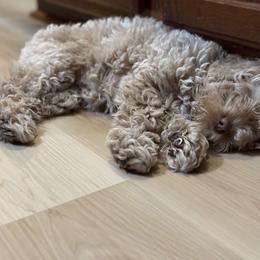 Cavapoo, Cockapoo, Cocker Spaniel, Goldendoodle, Golden Retriever, and Shihpoo Puppies from Hunting Creek Farm & Kennel