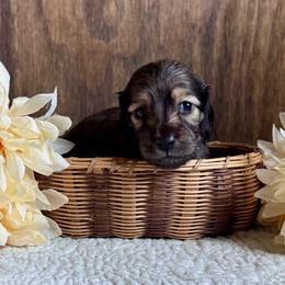 Flopsy - Cream female Dachshund puppy in Dothan, Alabama from Little House Pups