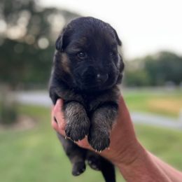 German Shepherds from Little Farm Homestead