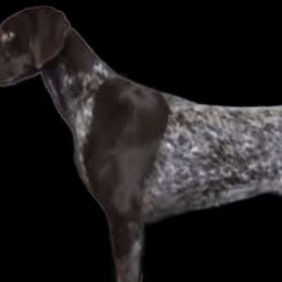 German Shorthaired Pointers from Crossroad kennel