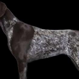 German Shorthaired Pointers from Crossroad kennel