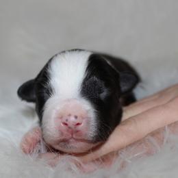 Rooster - Black tri-color male Australian Shepherd puppy in Plain City, Utah from Lost Creek Aussies