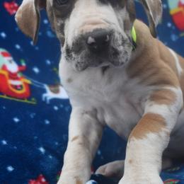 Great Dane Puppies from Big Tex K9 Konnection