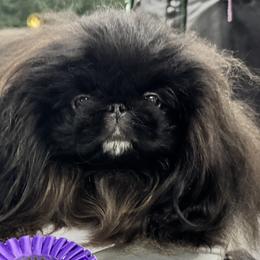 Pekingese from Ven-Mar Pekingese