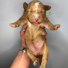 Teal Girl - Apricot female Goldendoodle puppy in Hot Springs, Arkansas from Hot Springs Kennels