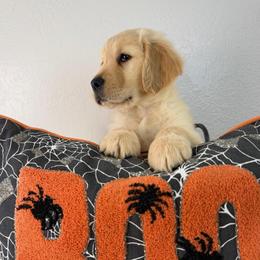 Ms Pink - Golden female Golden Retriever puppy in Moapa, Nevada from Little Bitta Luck Farms