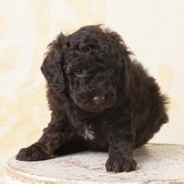 Girl 1 - Brown Poodle puppy in Tompkinsville, Kentucky from Dog E Stylz Breeding