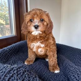 Aubrey - Red female Cavapoo puppy in Tucson, Arizona from Adored Poodle & Doodles