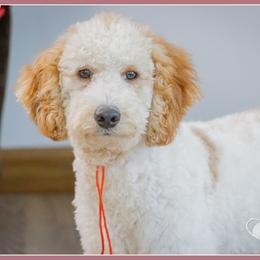 Drum - Red male Cockapoo puppy in Connersville, Indiana from Deaz Doodle Ranch