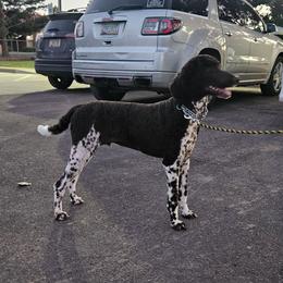 Coop - Poodle