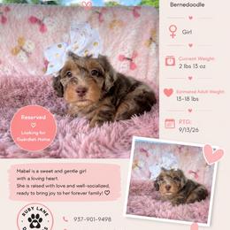 Mabel (red) - Chocolate merle female Bernedoodle puppy in Rising Sun, Indiana from Ruby Lane Doodles